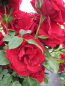 Preview: Solitärrose Rosa Mushimara® Kletterrose leuchtend rot Duft+++ ca. 150 cm