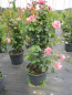 Preview: Solitärrose Rosa Ramira® Kletterrose leuchtendes Reinrosa Duft+++ ca. 150 cm