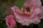 Preview: Solitärrose Rosa Climbing Canibo® Ramblerrose rosa Duft- ca. 200 cm