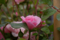 Preview: Solitärrose Rosa Climbing Canibo® Ramblerrose rosa Duft- ca. 200 cm