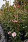 Preview: Solitärrose Rosa Climbing Canibo® Ramblerrose rosa Duft- ca. 200 cm