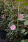 Preview: Solitärrose Rosa Climbing Canibo® Ramblerrose rosa Duft- ca. 200 cm