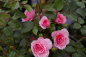 Preview: Solitärrose Rosa Climbing Canibo® Ramblerrose rosa Duft- ca. 200 cm