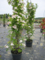 Preview: Solitärrose Rosa Francis E. Lester® Ramblerrose Multiflora-Hybride weiß - zartrosa Duft++++ ca. 200 cm