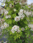 Preview: Solitärrose Rosa Guirlande d`Amour® Ramblerrose Moschata-Hybride weiß Duft+++ ca. 200 cm