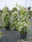 Preview: Solitärrose Rosa Guirlande d`Amour® Ramblerrose Moschata-Hybride weiß Duft+++ ca. 200 cm