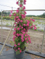 Preview: Solitärrose Rosa Kiftsgate X Violett Hood® Ramblerrose dunkelviolett Duft++++ ca. 200 cm
