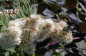 Preview: Sorbia sorbifolia sem. - niedrige Fiederspiere 40-60 cm