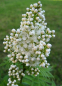 Preview: Sorbia sorbifolia sem. - niedrige Fiederspiere 40-60 cm