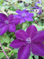 Preview: Clematis Amethyst Beauty™ Evipo043 (N) - Waldrebe 60-100 cm