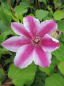 Preview: Clematis Carnaby® - Waldrebe 60-100 cm