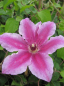 Preview: Clematis Carnaby® - Waldrebe 60-100 cm