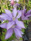 Preview: Clematis Dorothy Walton® - Waldrebe 60-100 cm