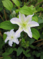 Preview: Clematis Yukikomachi® - Waldrebe 60-100 cm