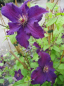 Preview: Clematis Rasputin® - Waldrebe 60-100 cm