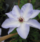 Preview: Clematis Ivan Olssen® - Waldrebe 60-100 cm