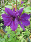 Preview: Clematis Honora® - Waldrebe 60-100 cm