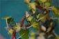 Preview: Hedera helix Goldheart - gelbgrüner Efeu 60-100 cm