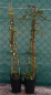 Preview: Hedera helix Goldheart - gelbgrüner Efeu 60-100 cm