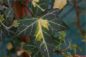 Preview: Hedera helix Goldheart - gelbgrüner Efeu 60-100 cm