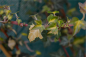 Preview: Hedera helix Goldheart - gelbgrüner Efeu 60-100 cm