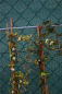 Preview: Hedera helix Goldheart - gelbgrüner Efeu 60-100 cm