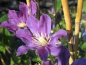 Preview: Clematis integrifolia Arabella - Waldrebe 60-100 cm