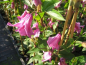 Preview: Clematis integrifolia Aljonushka - Waldrebe 60-100 cm