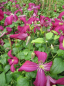 Preview: Clematis viticella Madame Julia Correvon - Waldrebe 60-100 cm