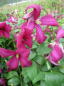 Preview: Clematis viticella Madame Julia Correvon - Waldrebe 60-100 cm