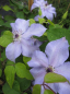 Preview: Clematis Reflections™ Evipo035(N) - Waldrebe 60-100 cm
