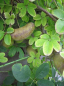 Preview: Akebia quinata - Klettergurke, Schokoladenwein 60-100 cm
