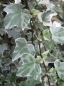 Preview: Hedera helix Glacier - buntblättriger Efeu 60- 100 cm