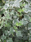 Preview: Hedera helix Glacier - buntblättriger Efeu 60- 100 cm