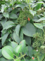Preview: Hydrangea semiola - immergrüne Kletterhortensie (Gartenhortensie) 40-60 cm