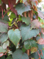 Preview: Parthenocissus tricuspidata Veitchii - Jungfernrebe (Weinrebengewächs) 60-100 cm