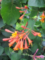 Preview: Lonicera Dropmore Scarlet - Geißblatt (Jelängerjelieber) 60-100 cm