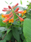 Preview: Lonicera Dropmore Scarlet - Geißblatt (Jelängerjelieber) 60-100 cm