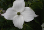 Preview: Cornus kousa China Girl - chinesischer Blumenhartriegel