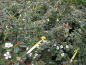 Preview: Cotoneaster dammeri Coral Beauty - Teppichmispel Coral Beauty - Zwergmispel - Kriechmispel - immergrün - 20-30 cm