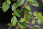 Preview: Cotoneaster dammeri var. radicans - Teppichmispel - Zwergmispel - Kriechmispel - immergrün -  20-30 cm