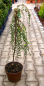 Preview: Cotoneaster procumbens (microphyllus) Streibs Findling - Kriechmispel Streibs Findling auf 60 cm Stamm veredelt - Zwergm