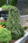 Preview: Cotoneaster procumbens (microphyllus) Streibs Findling - Kriechmispel Streibs Findling auf 60 cm Stamm veredelt - Zwergm