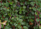 Preview: Cotoneaster procumbens (microphyllus) Streibs Findling - Kriechmispel Streibs Findling auf 60 cm Stamm veredelt - Zwergm