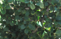 Preview: Teppichmispel Frieders Evergreen