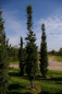 Preview: Cedrus atlantica Fastigiata - atlantische Zeder 400-450