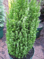 Preview: Chamaecyparis lawsoniana Ellwoods Pillar - Scheinzypresse