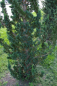 Preview: Chamaecyparis lawsoniana Wisselii-Sol. - Scheinzypresse 300-350