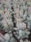 Preview: Picea pungens  Iseli Fastigiate
