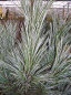 Preview: Pinus flexilis Vanderwolfs Pyramid